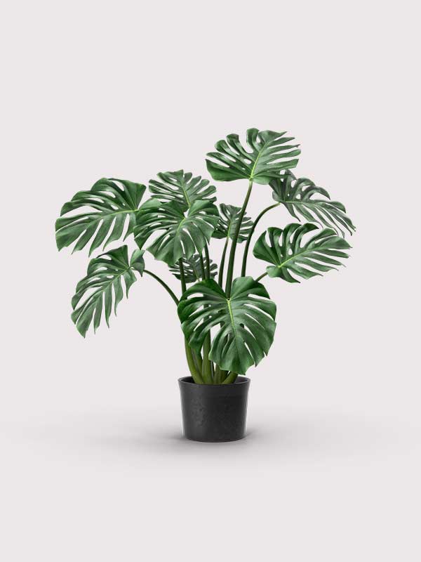 leafs_on_the_plant_Foliant_Asian_world